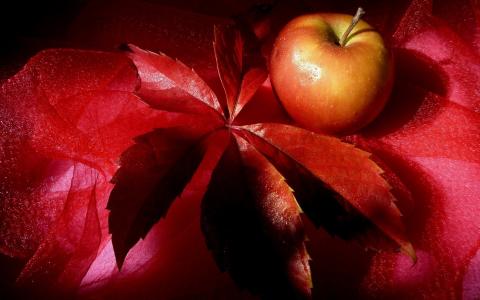 红叶和一个苹果