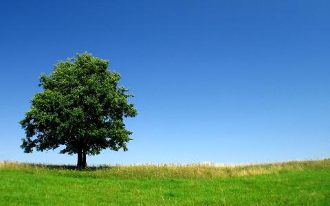 孤独的树在绿色的田野