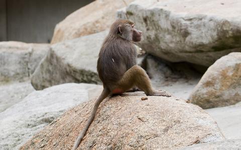 猴子在岩石上