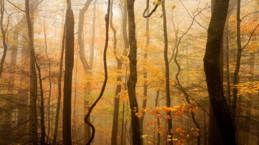 有雾的秋天的树林