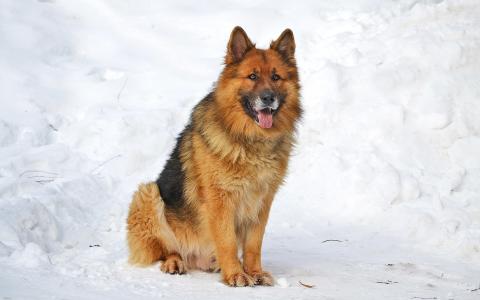 德国牧羊犬在雪地上