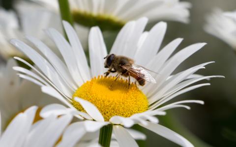 蜜蜂在一朵雏菊