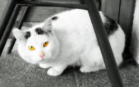 美丽的白色猫咪，橙色的眼睛