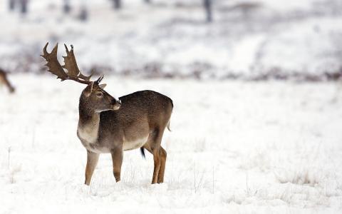鹿在雪地里