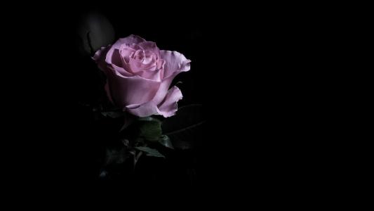 粉红玫瑰在黑暗中
