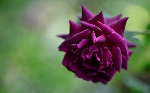 紫罗兰玫瑰