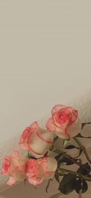 唯美的玫瑰花束
