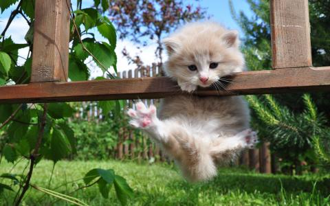 小猫挂在篱笆上