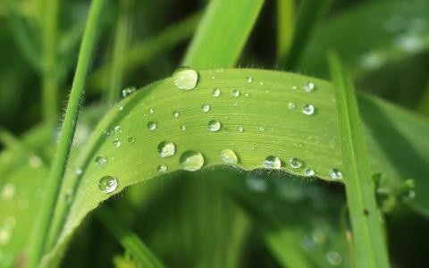 在草叶片上的雨滴