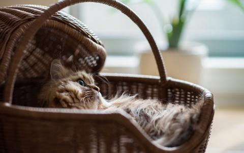 小猫在篮子里