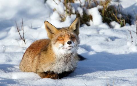 狐狸在阳光下变暖