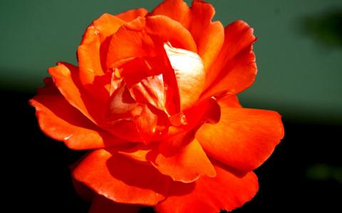 橙色玫瑰
