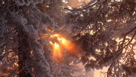 新光穿过白雪皑皑的树枝
