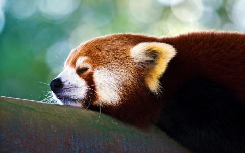 睡红熊猫