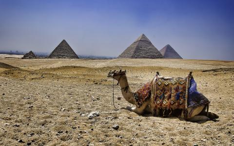 休息在金字塔附近的骆驼