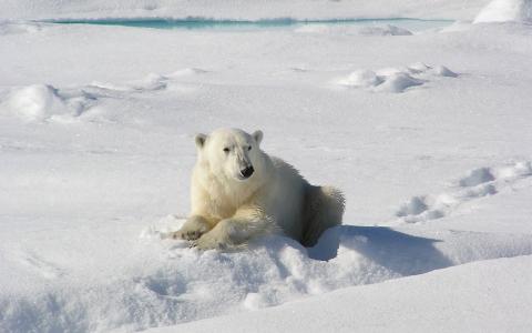 北极熊在雪地里