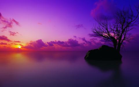 孤独的树在紫色的大海