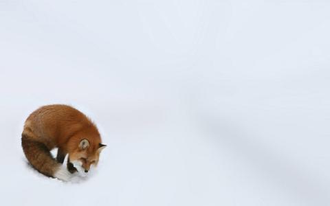 狐狸在白色的雪