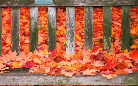 在长凳上的秋天的颜色