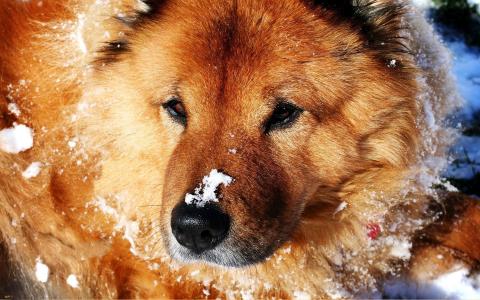 狗被雪覆盖