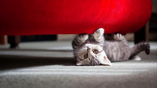 躲在沙发下的可爱小猫咪