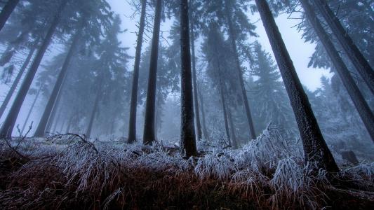 冻结的森林