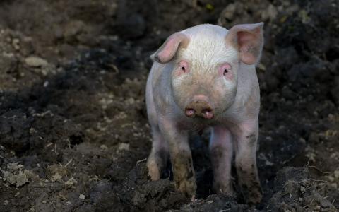 猪在泥里
