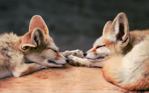 可爱的睡觉狐狸
