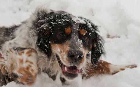 狗在雪地里玩
