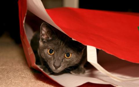 猫藏在袋子里