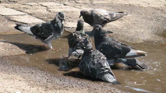 鸽子沐浴在水坑里