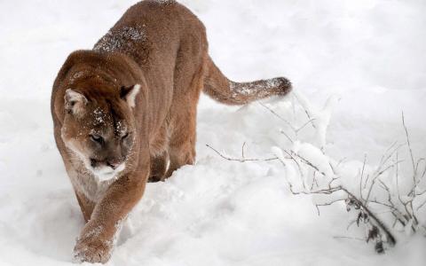 美洲狮在雪地上