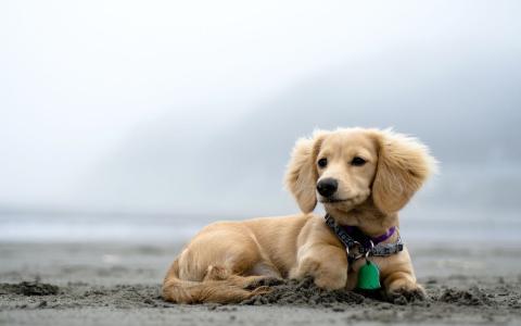 可爱的小狗在沙滩上