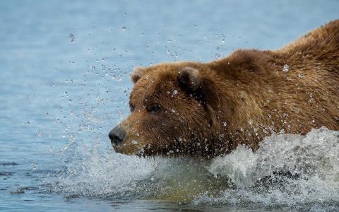 游泳的熊