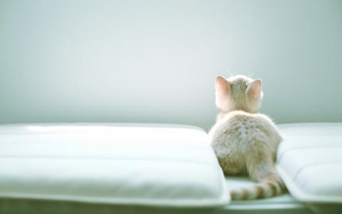 枕头之间的白色小猫