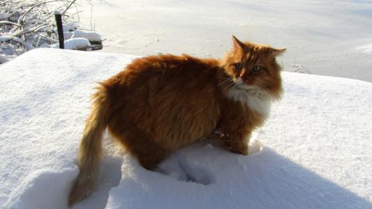 在大雪中的猫