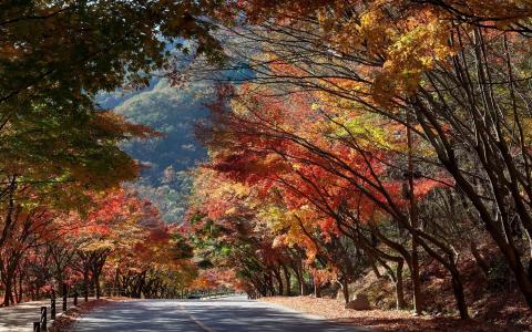 沿着路的秋天的颜色