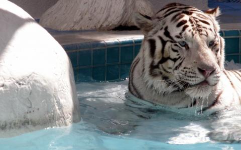 白老虎在水中