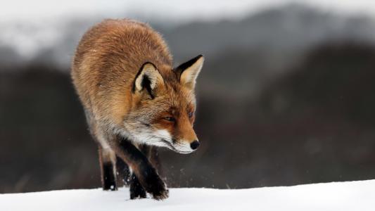 狐狸在雪地里