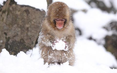 猴子玩雪