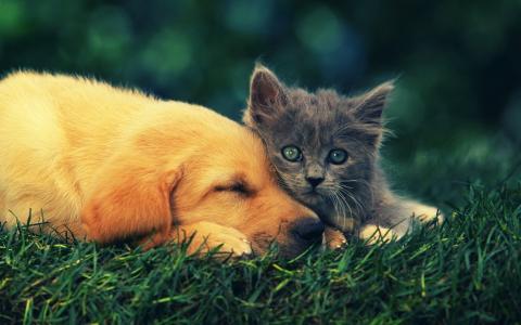 睡在小猫旁边的小狗