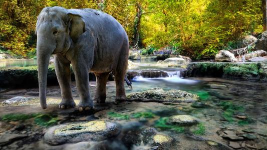 大象在河里