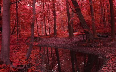 河在红色的森林里