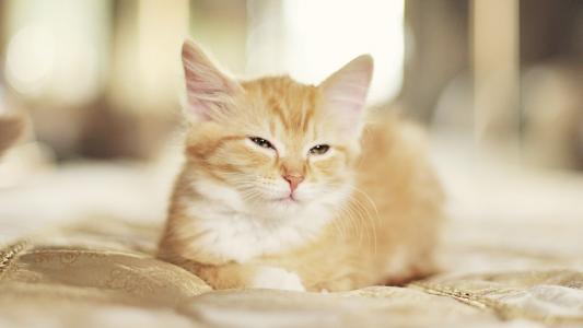 困橙色的小猫