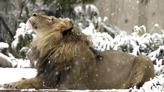 狮子在雪地里