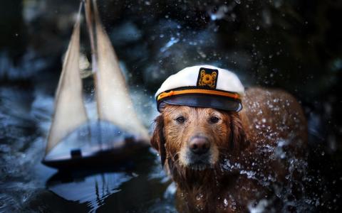 水手的狗