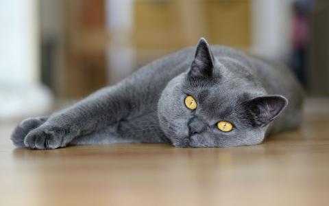 美丽的灰色猫