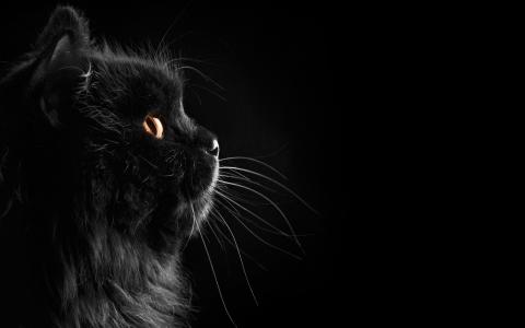 在黑暗中的黑色波斯猫