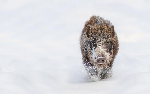 野猪在雪地上