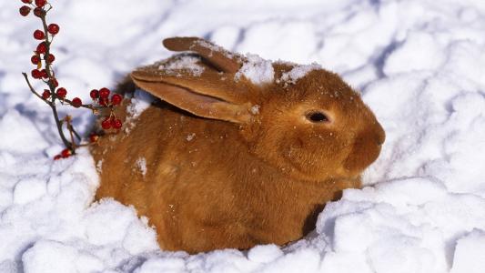 在雪的布朗兔子
